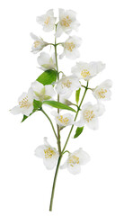 jasmine isolated branch with lot of white blooms