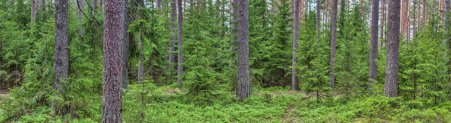Obraz premium small firs and high pines dark forest