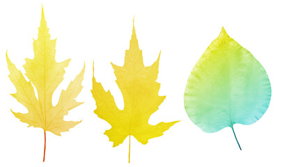 isolated tree yellow fine leaf three skeletons