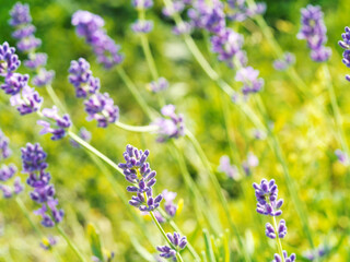 Obraz premium Beautiful violet Lavender blooming in green meadow