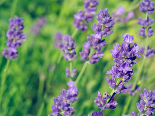Beautiful violet Lavender blooming in green meadow