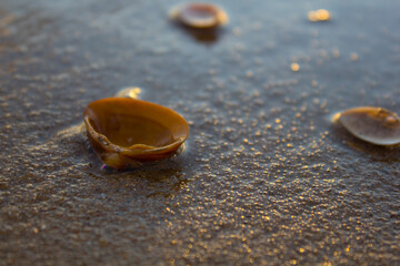 shell on the beach