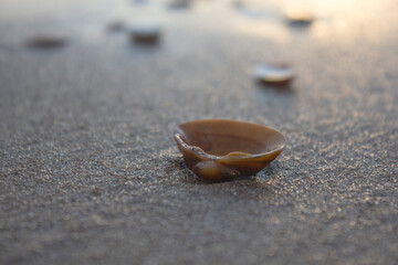 shell on the beach