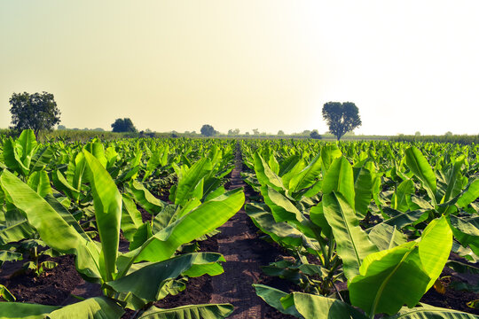Growing Banana (musa) crop at morning. Beautiful agricultural background. Banana plantation. Planting at field of India. rows of green banana plants in the garden.
