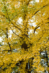 The leaves of the ginkgo tree are yellow.