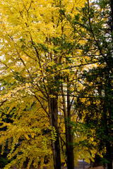 Fototapeta na wymiar The leaves of the ginkgo tree are yellow.