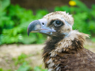 closeup portrait of a cinereous vulture, Aegypius monachus, that is a large raptorial bird