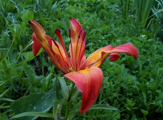 red lily flower