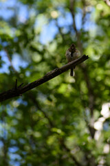 On a summer day in the wilderness on a dead pine branch sits a small forest bird