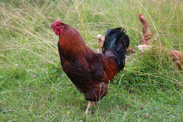 Rooster on green grass on a summer day. Feathers on the rooster's chest are in the form of black hearts.