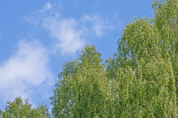 Landscape. Birch trees covered with green foliage, against a summer blue sky with white clouds.