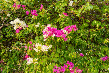 Obraz premium pink and white flowers