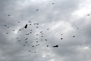some birds flying in white sky
