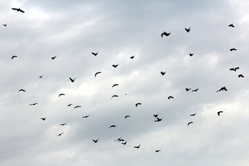 some birds flying in white sky