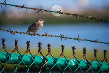 Bird on Wire Fence