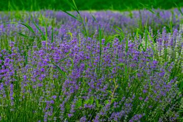 Naklejka premium poppies and wildflowers in the forest and bark
