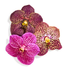 Beautiful orchid flowers isolated on white background