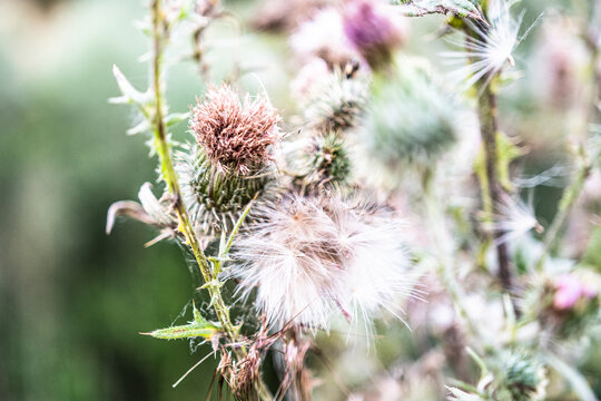 Flower of a wild thistle in nature