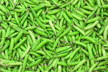 harvest of fresh green peas in pods, texture