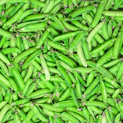 harvest of fresh green peas in pods, texture