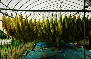 葉たばこの乾燥