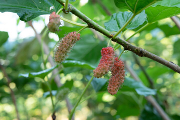 Mulberry fruits hang on the green branches