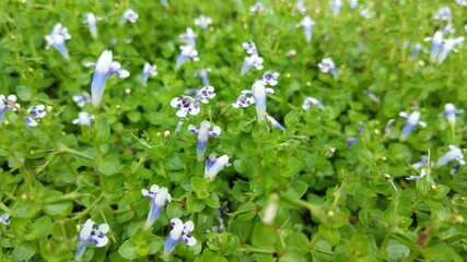 spring flowers in the grass