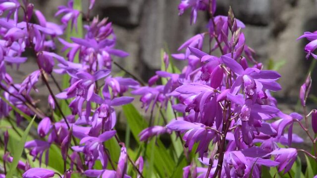 花期は4月から5月、濃い紫紅色の花びらは開ききらないままで咲くシラン