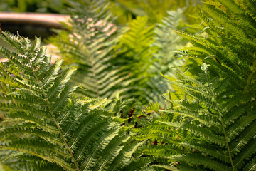 Matteuccia Struthiopteris (Common Names Ostrich Fern, Fiddlehead Fern, Or Shuttlecock Fern)