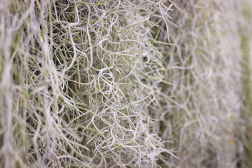 Close-up Photo Tillandsia Usneoides, Called Spanish Moss.