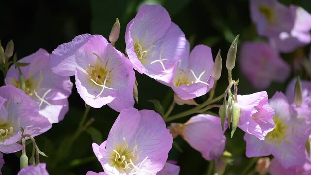 アカバナ科マツヨイグサ属 Images Browse 16 Stock Photos Vectors And Video Adobe Stock