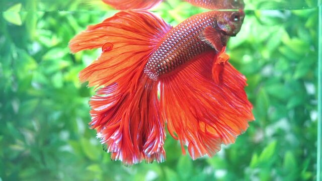 slow motion red fighting fish