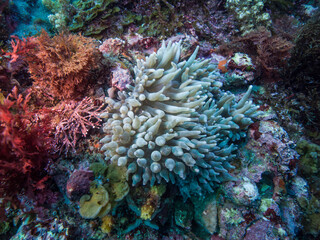 Fototapeta na wymiar Bubble-tip anemone (Entacmaea quadricolor) Owase, Japan