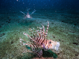 Open mouth Luna lion fish, Pterois lunulata Temminck & Schlegel, 1843, swimming over sandy seabed. Owase, Japan