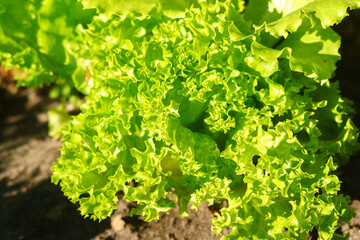 Fototapeta premium Lettuce leaves on garden beds in the vegetable field. Gardening green Salad plants in the open ground.
