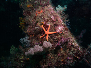 An orange color starfish (Asteroidea) on the concrete block.  Owase, Mie
