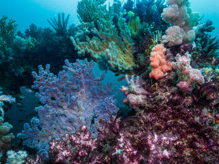 Colorful Soft coral garden. Blue background. Owase, Mie, Japan
