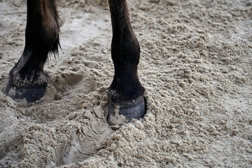 Horse feet on the sand
