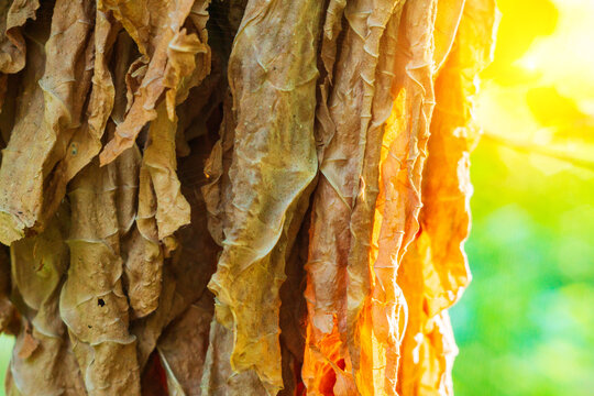 Dry Tobacco Leaf Is Dried In The Sun