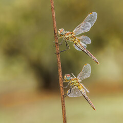 dos libelulas amarillas en el tallo de una flor seca, con olivo de fondo