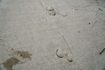 Horse footprint texture on the beach