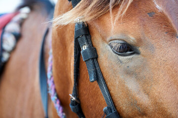 Close up  portrait of horse