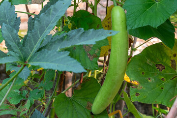 Fresh organic bottle gourd vegitable hanging in field