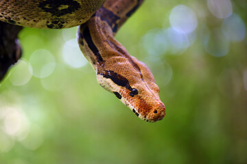 The boa constrictor (Boa constrictor), also called the red-tailed or the common boa on a branch in the middle of the forest. A large snake on a branch in the green of a bright forest.