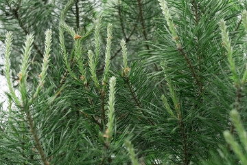young shoots of pine close up