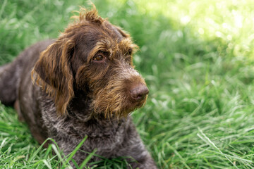 elderly Deutsch-Drahthaar dog handsome lies in green grass. senior dogs