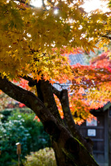 The maple is colored in beautiful red and yellow.