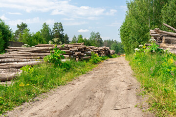 thickets of poisonous hogweed in the Kaluga region, Russia. The road to the sawmill, log warehouse, giant poisonous plants