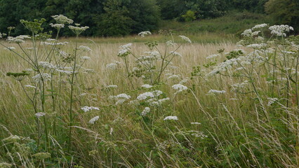 Flowering Cow Parsley Cow Parsnip Giant Hogweed Plant