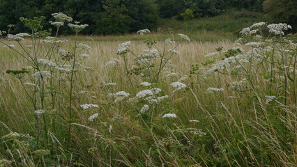 Flowering Cow Parsley Cow Parsnip Giant Hogweed Plants in field